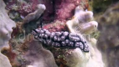 菲律宾野生动物海洋中的努迪布鳃。